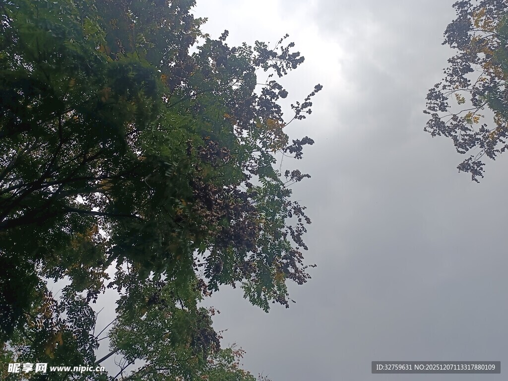 阴天中的繁茂树木