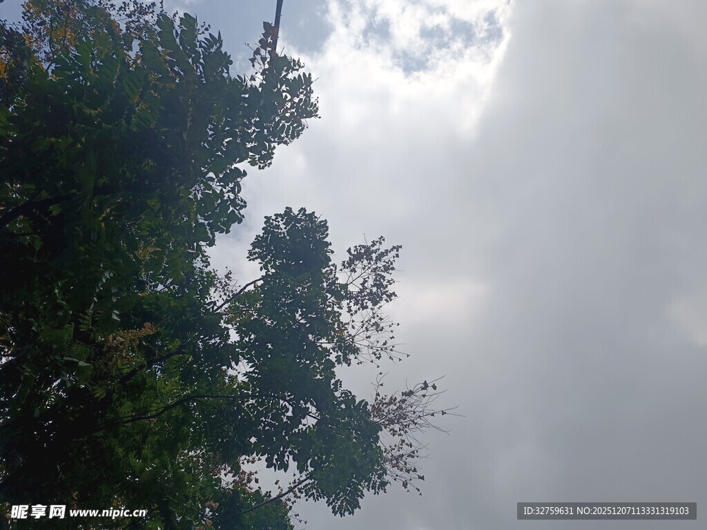 阴天中的繁茂绿树