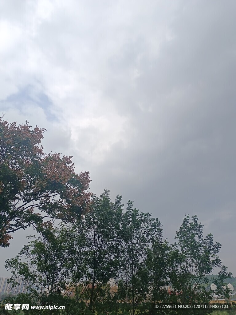 阴天下的树木景观