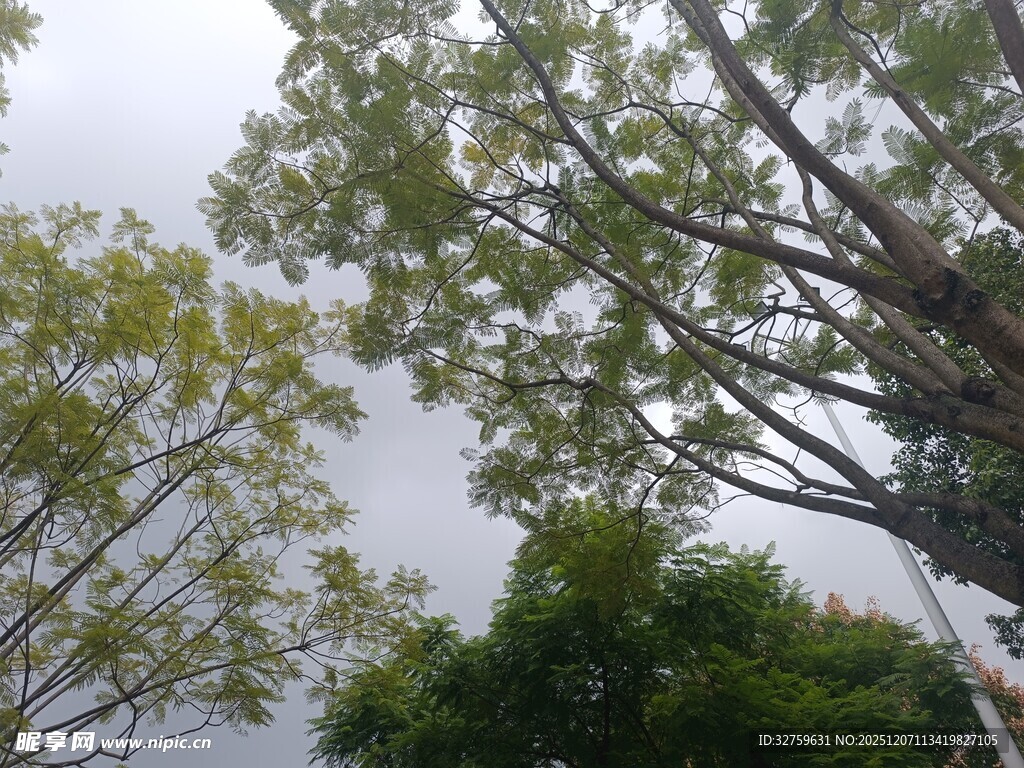 仰视视角下的繁茂树木