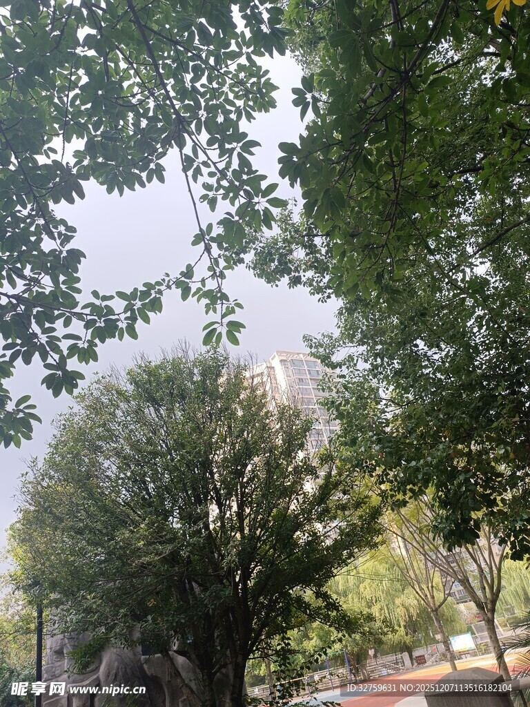 绿树成荫的户外景致