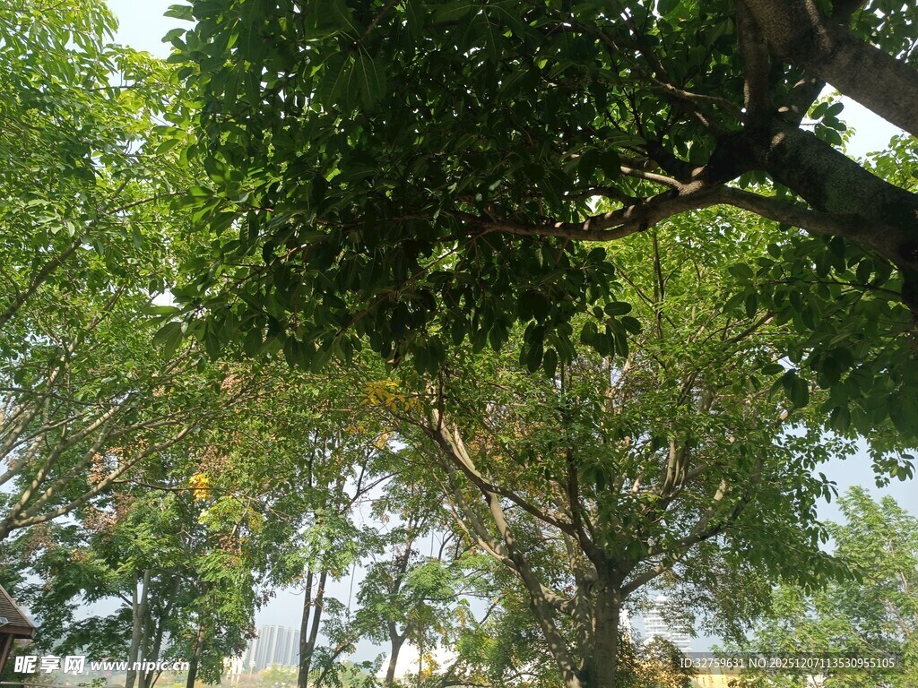 繁茂绿树展现自然生机