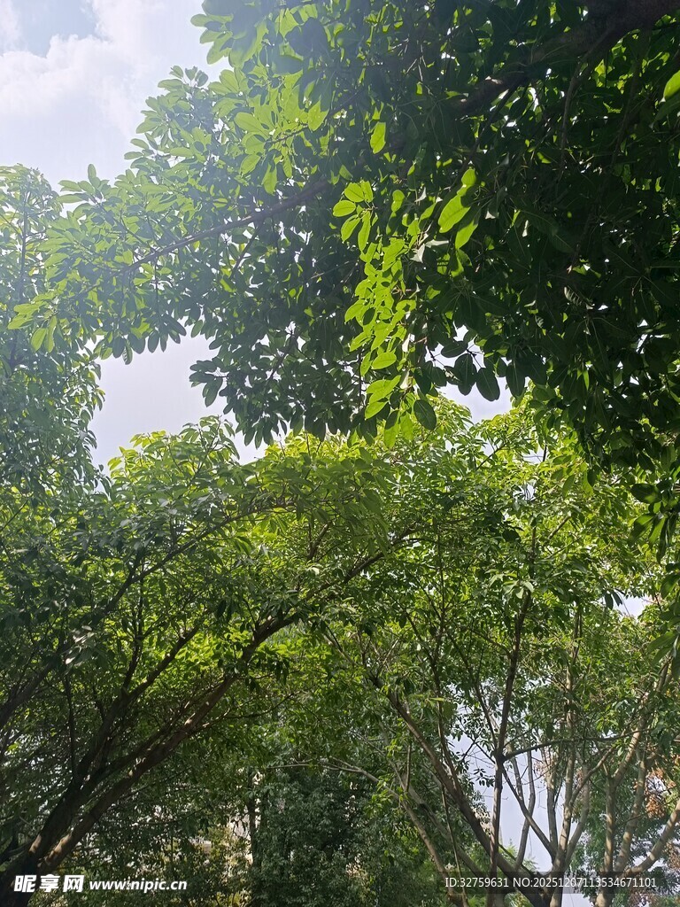 阳光洒落绿意盎然的树林