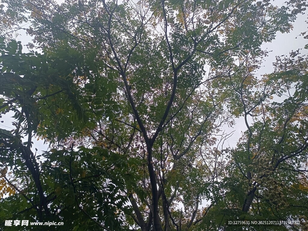 仰视茂密树林树冠