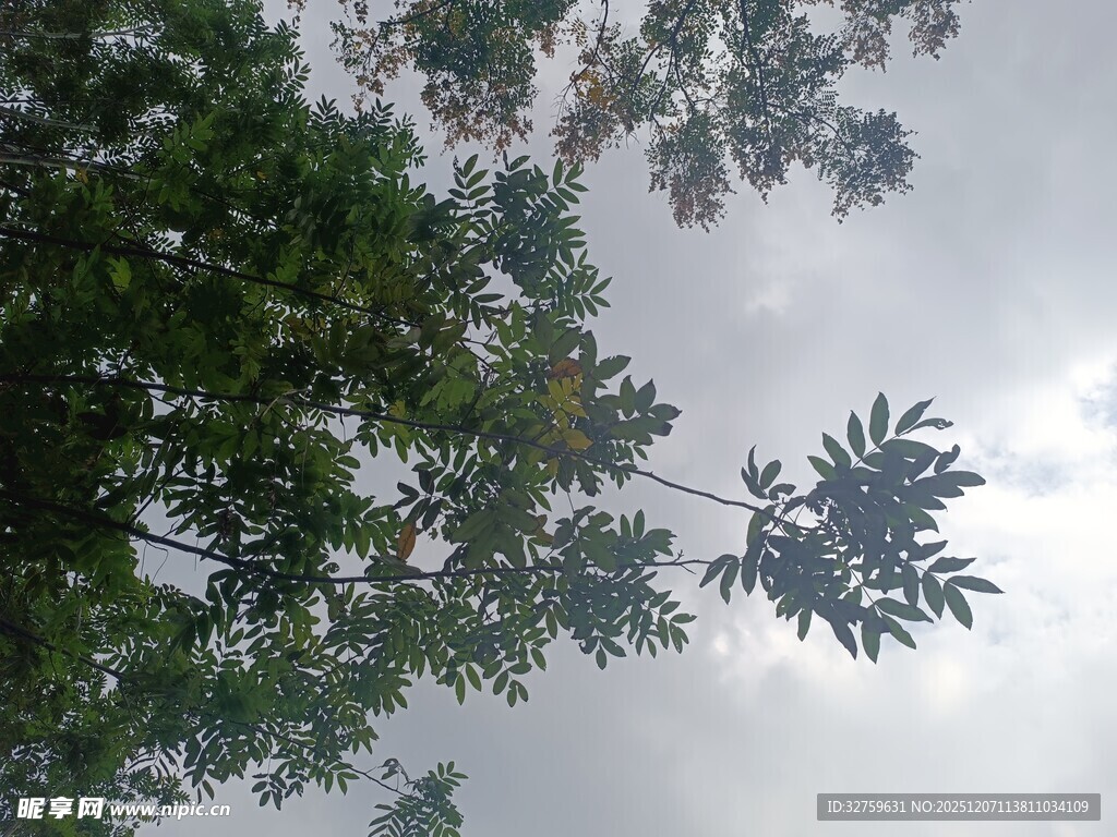 仰视绿树与朦胧天空