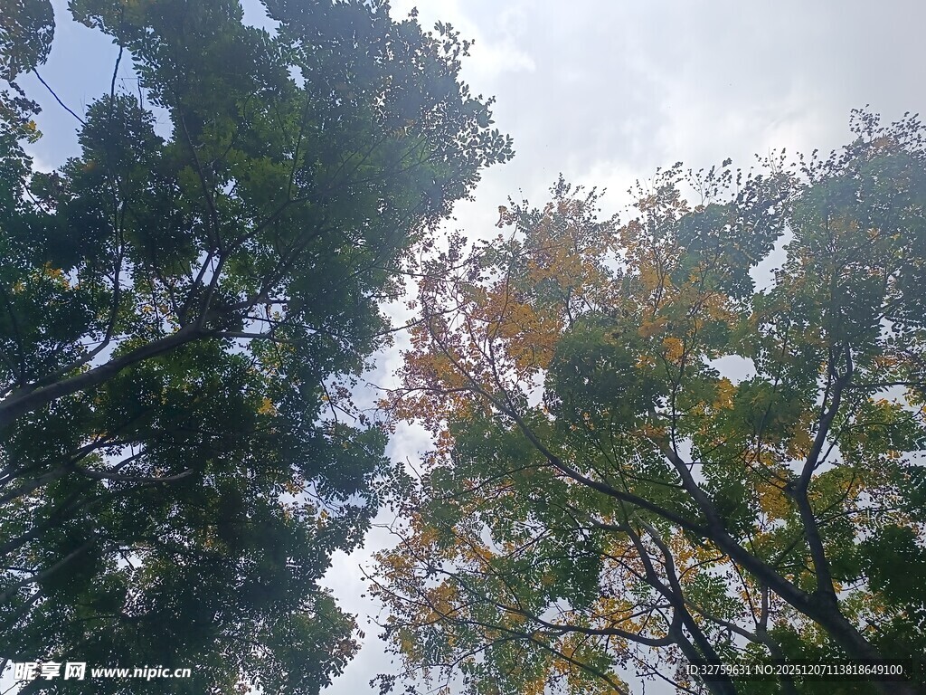 仰视茂密树林树冠