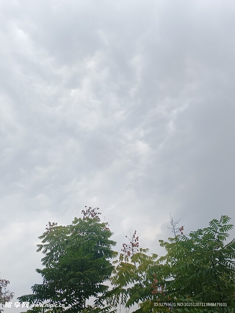 天空下的绿树与云朵