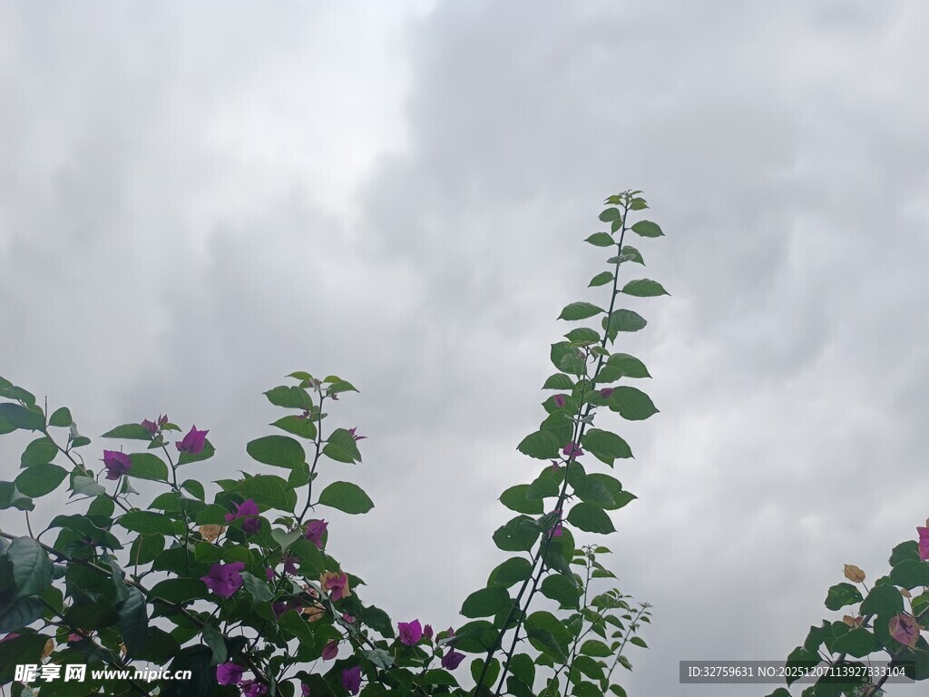 阴天中的绿植与紫色小花