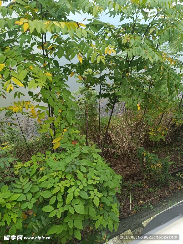 路边繁茂绿植景观