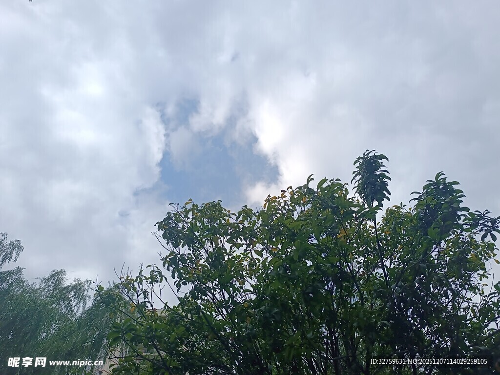 树梢之上的多云天空