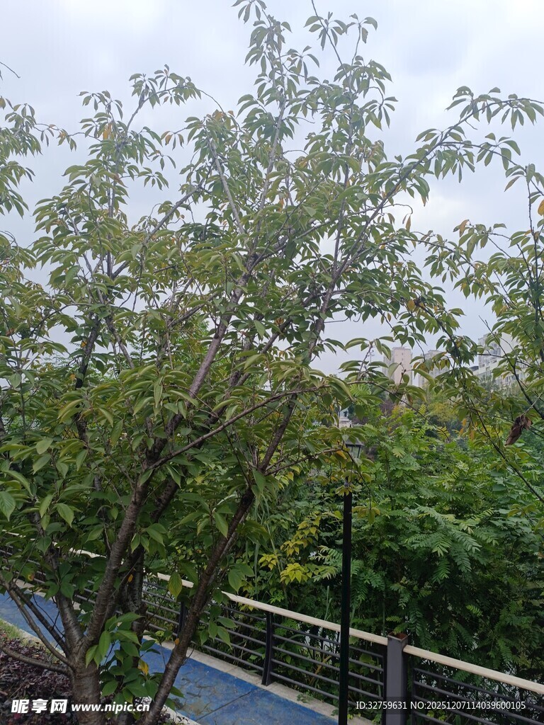 户外繁茂绿树景观