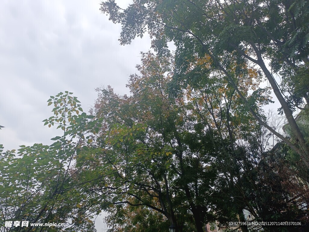 秋日树林树梢景象