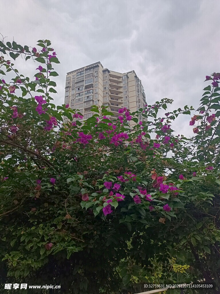 繁花掩映下的高楼景致