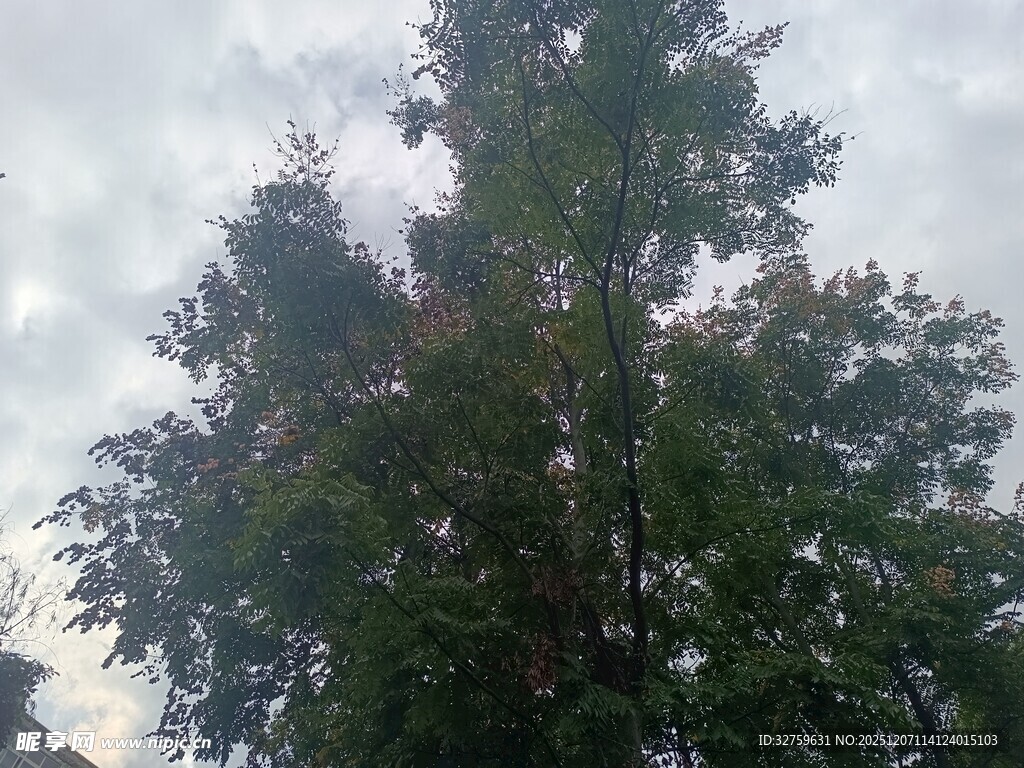 高大树木与阴沉天空