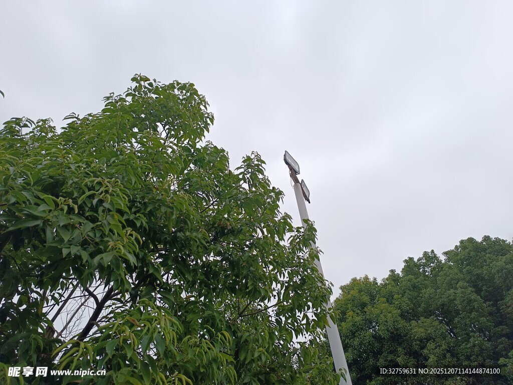 绿树间的高耸信号塔