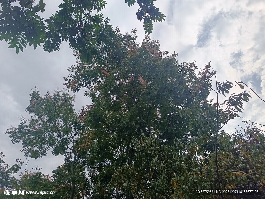 仰视繁茂树木与天空