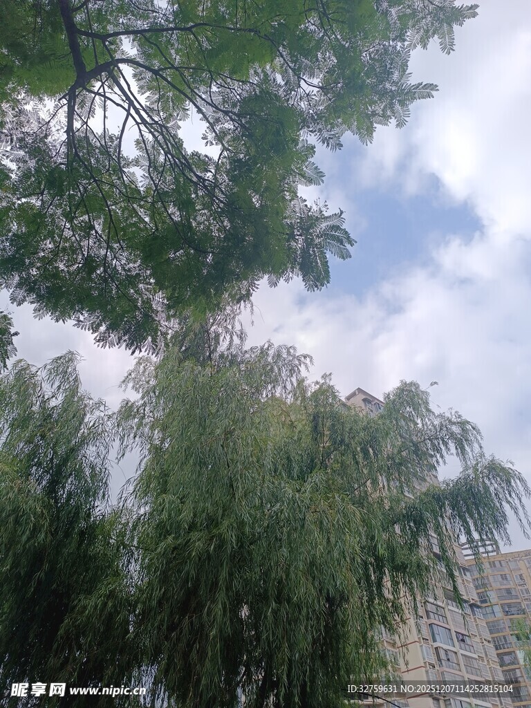 绿树蓝天映衬下的城市景象