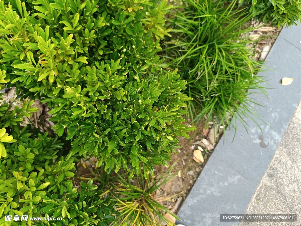 路边翠绿繁茂的绿植