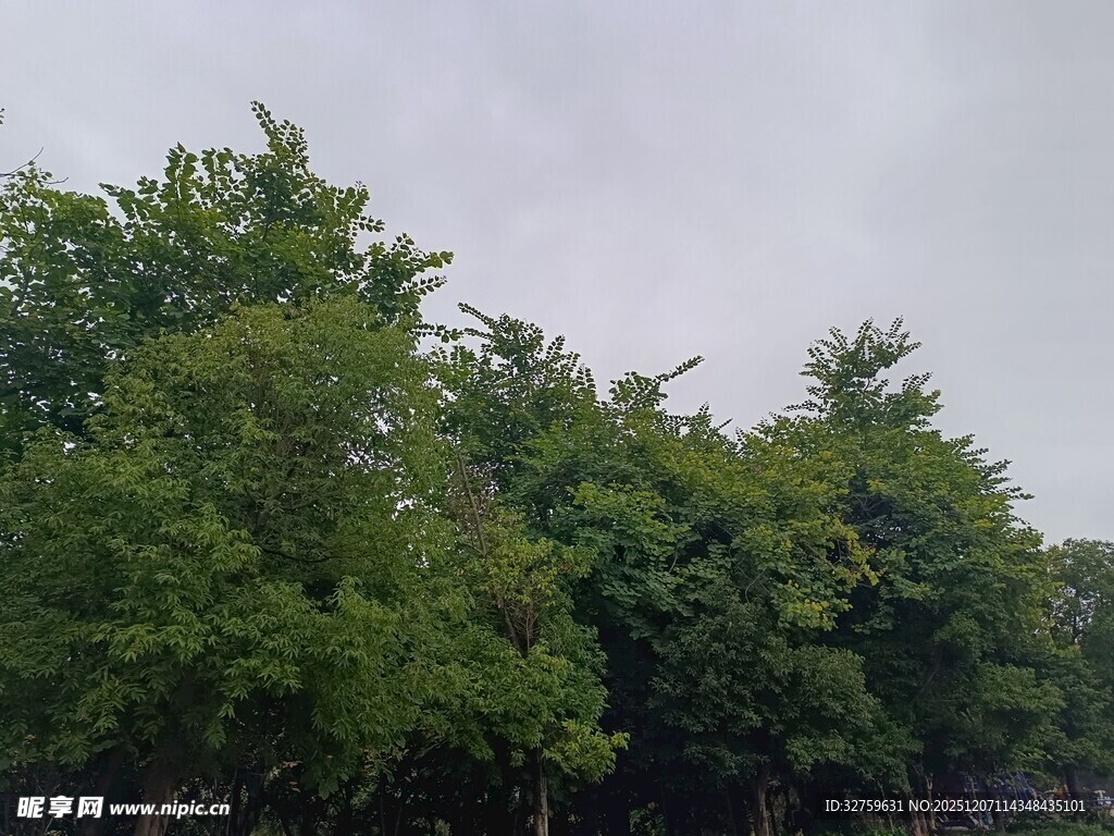 绿意盎然的树林景观