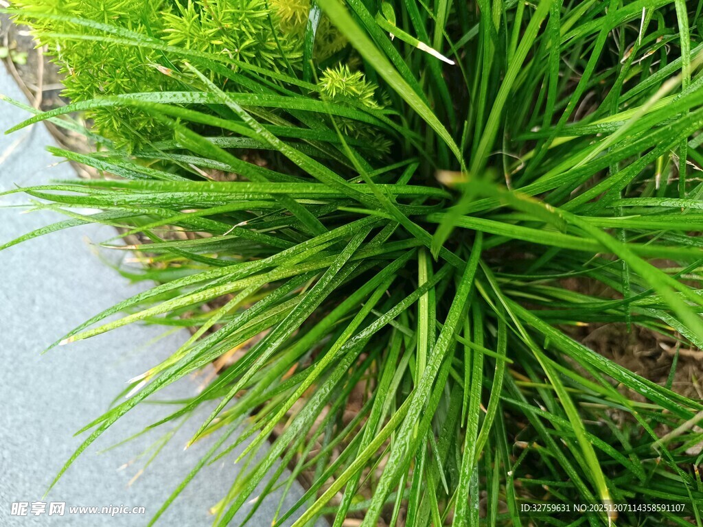 路边葱郁的绿色草本植物
