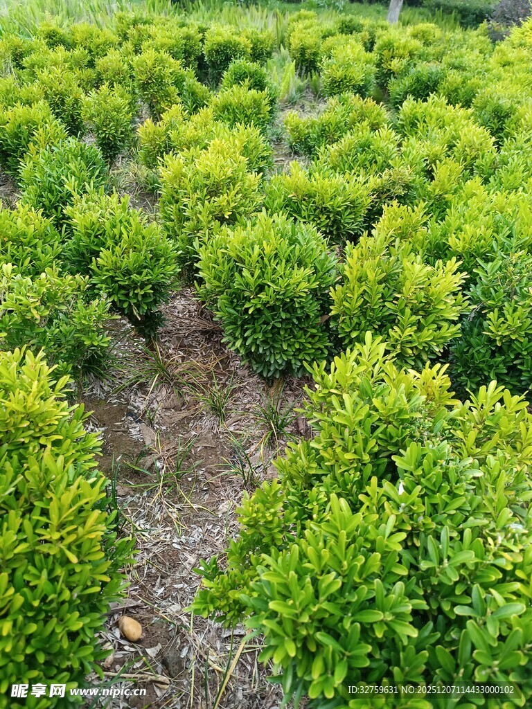 整齐排列的绿色灌木丛