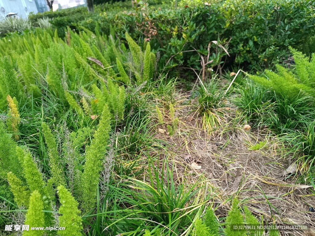 野外绿植丛生的小径