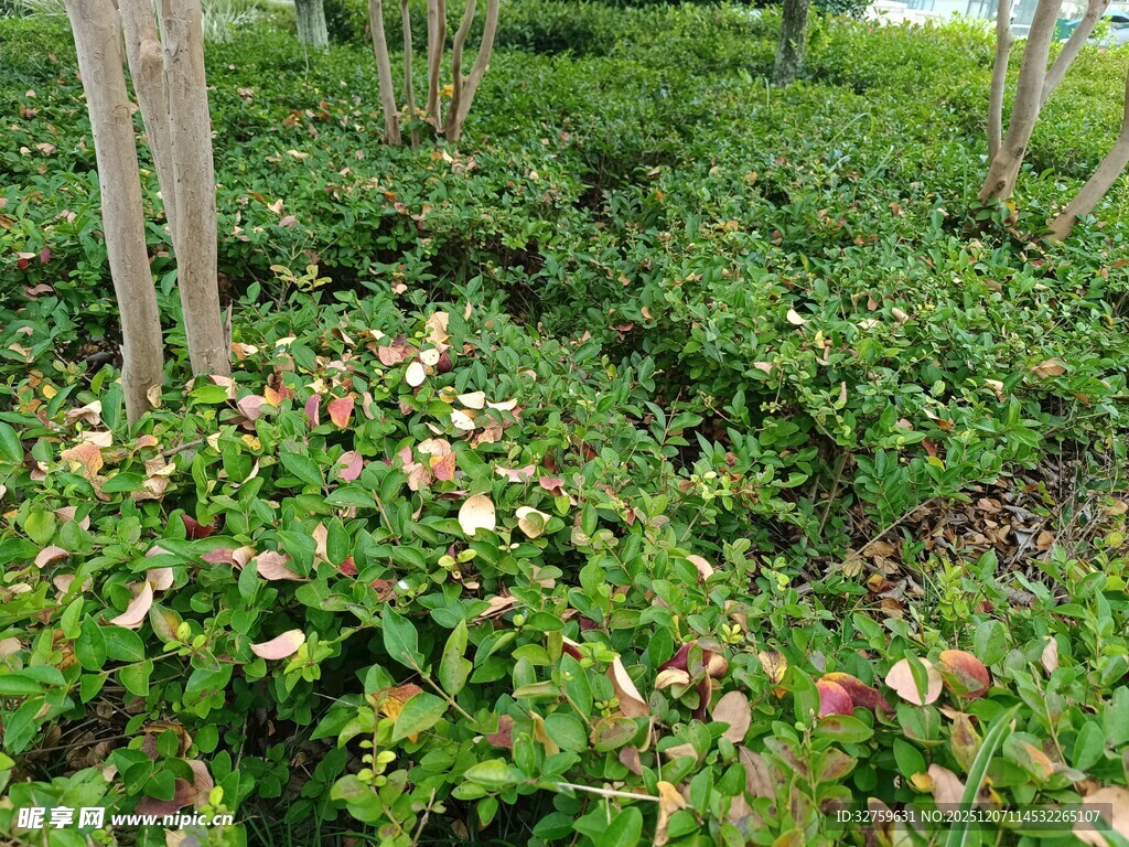 绿叶间的多彩植物景观