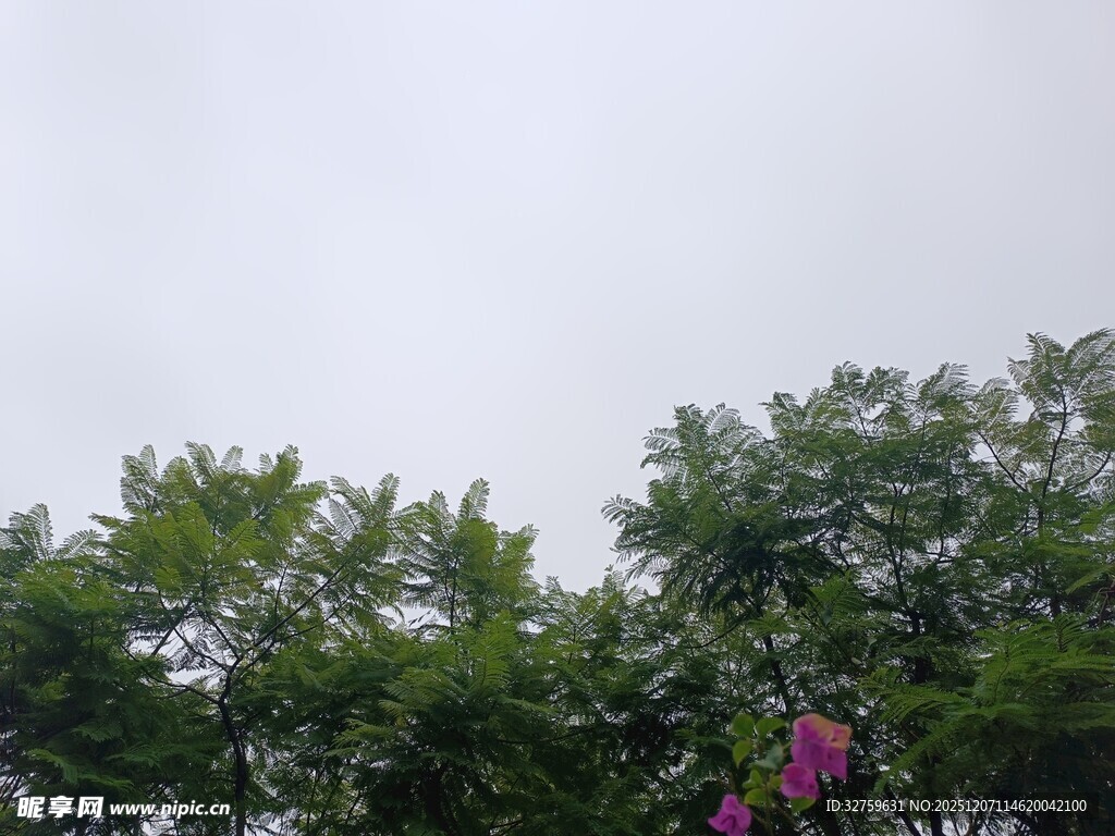 绿树间绽放的娇艳花朵