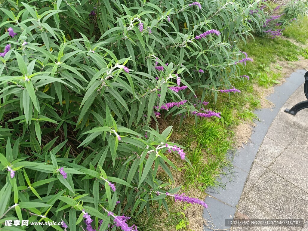 路边紫色小花与绿植景观