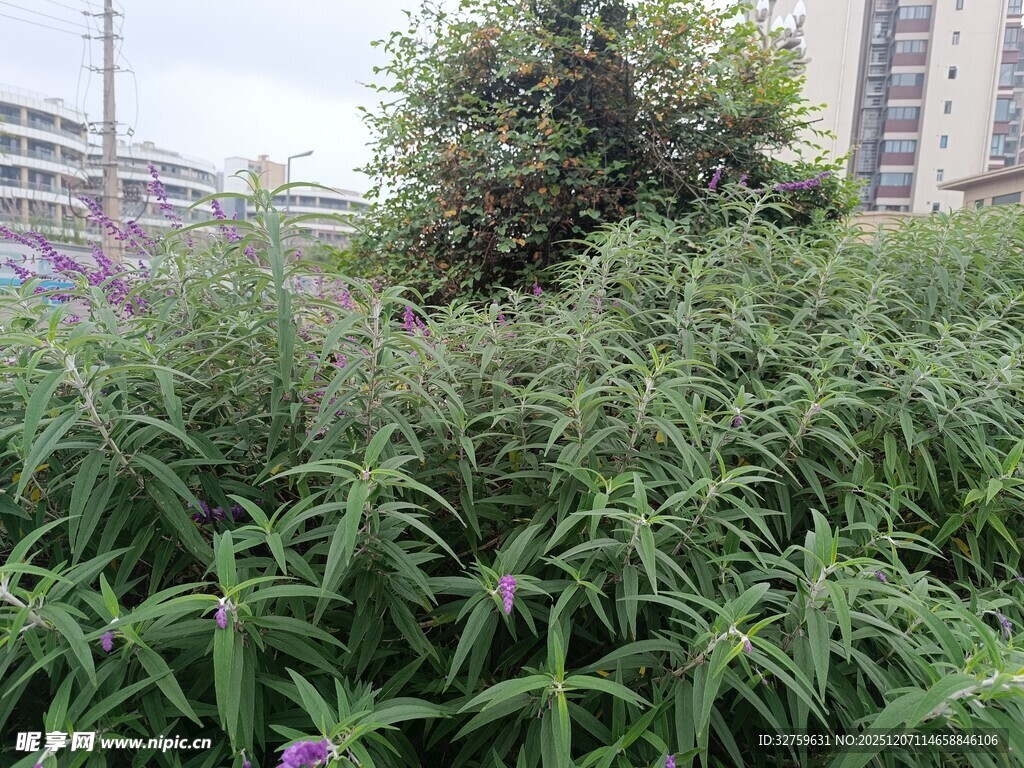 繁茂绿植中的紫色小花