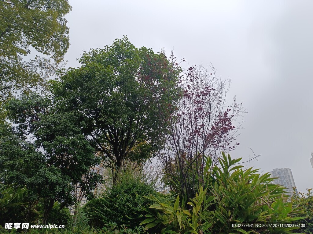 雨中葱郁绿植与繁花