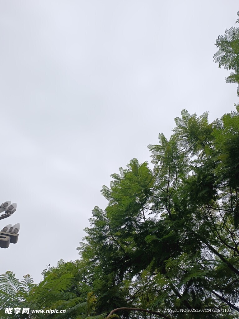 树梢上的天空与飞鸟