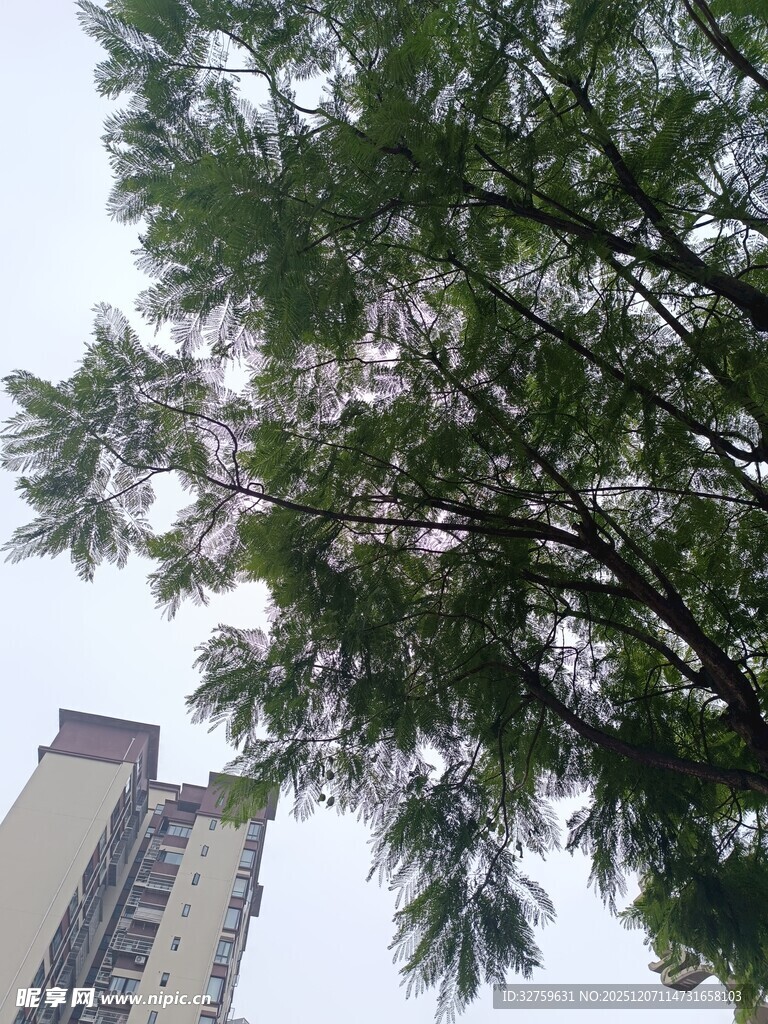 仰视繁茂树木与高楼