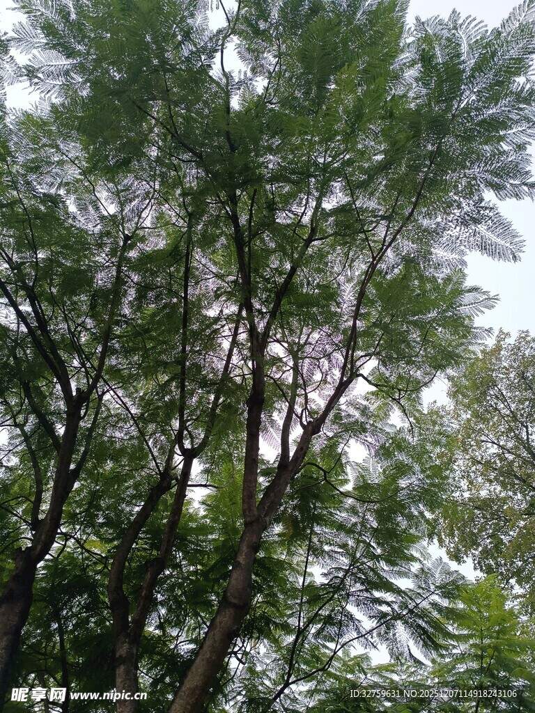 繁茂绿树展现自然生机