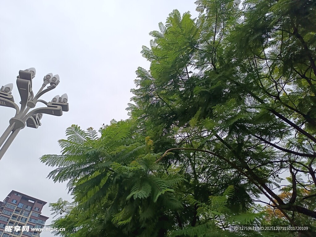 绿树与路灯的城市景致