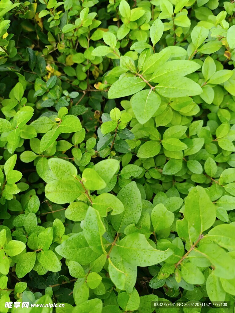 翠绿繁茂的植物叶片