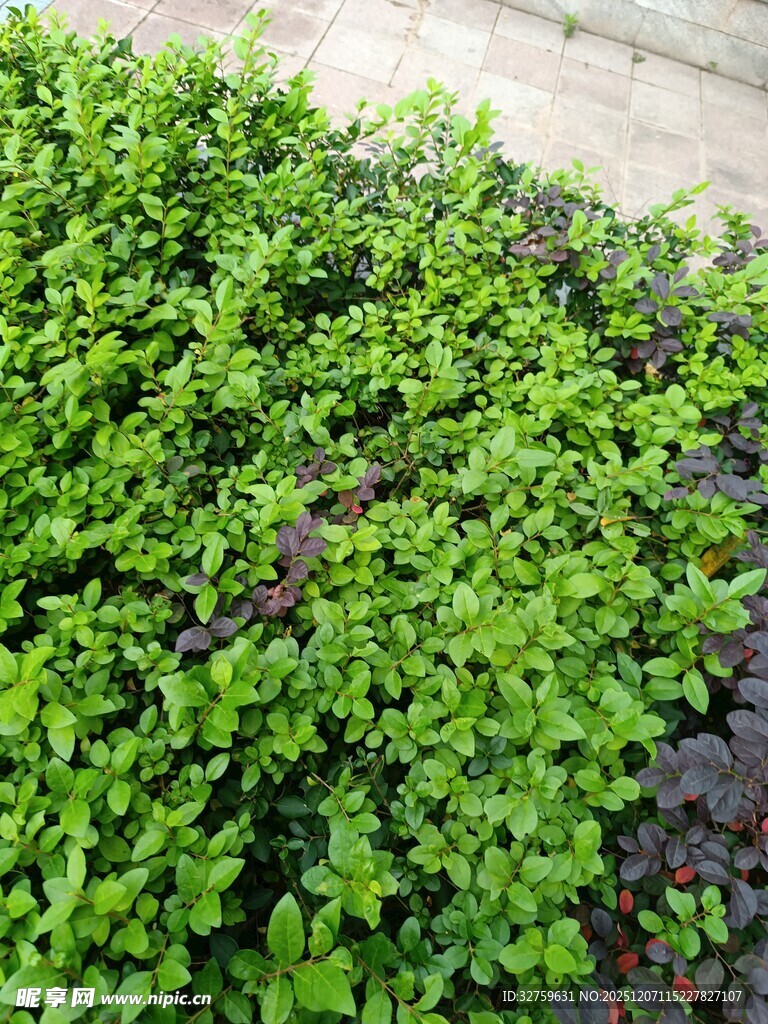 翠绿丛生的鲜嫩绿植