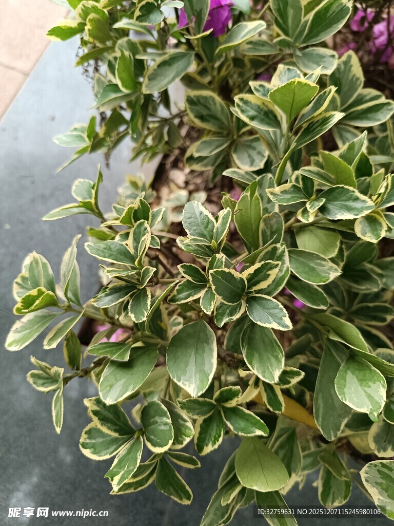 绿叶紫花植物特写