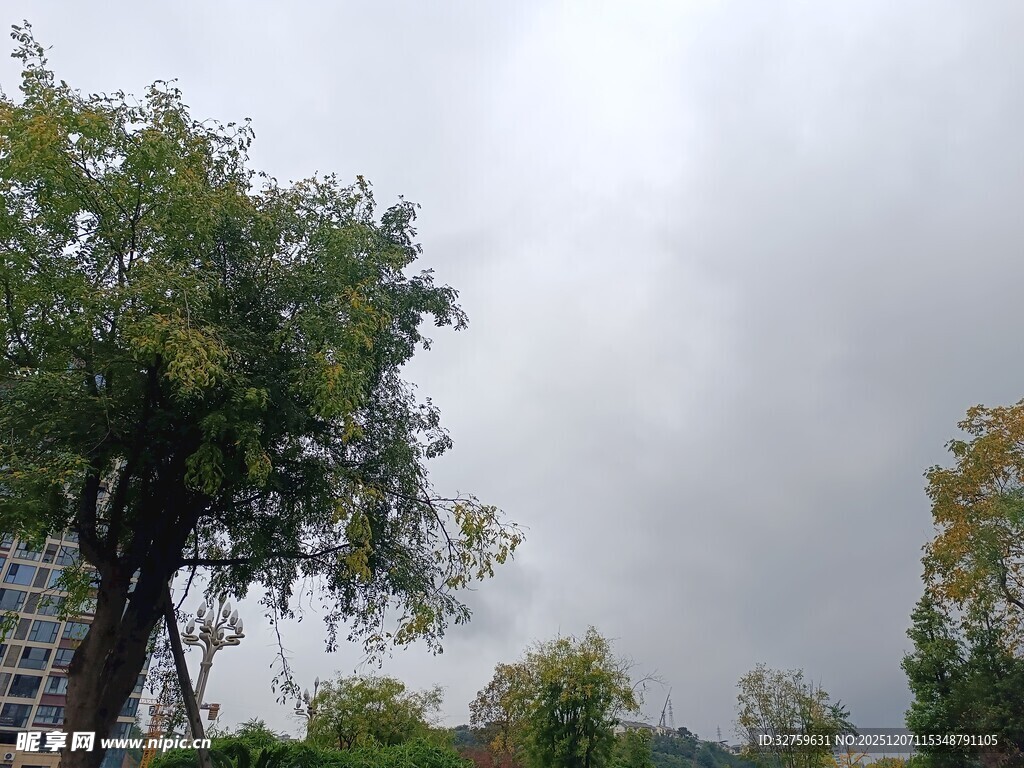 阴天中的树木景观