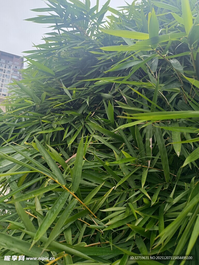 茂盛的绿色植物
