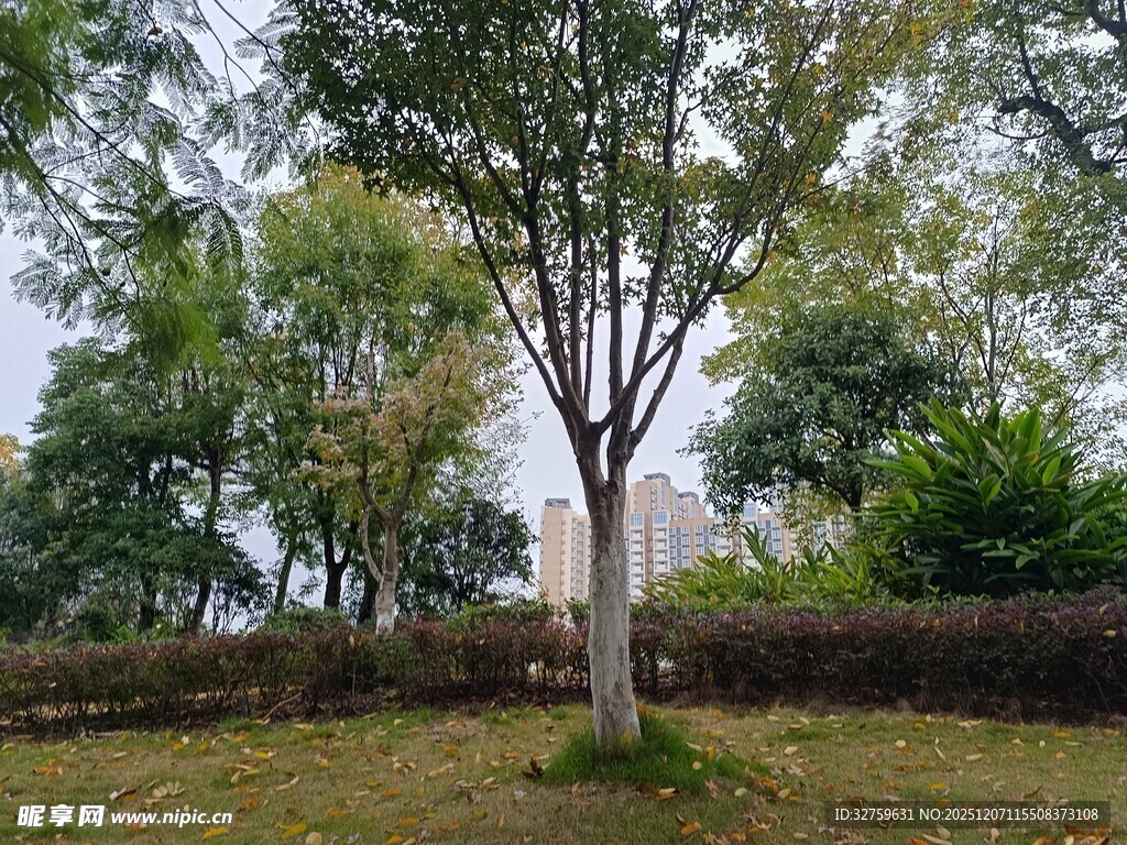 户外绿树环绕的宁静场景