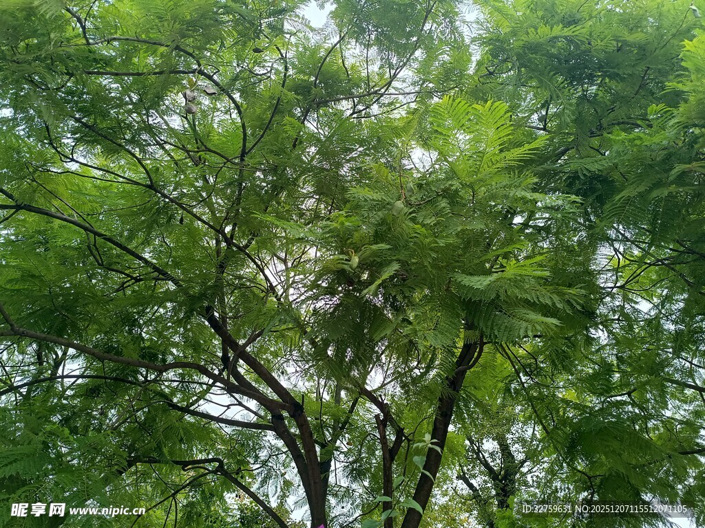 茂密绿树展现自然生机