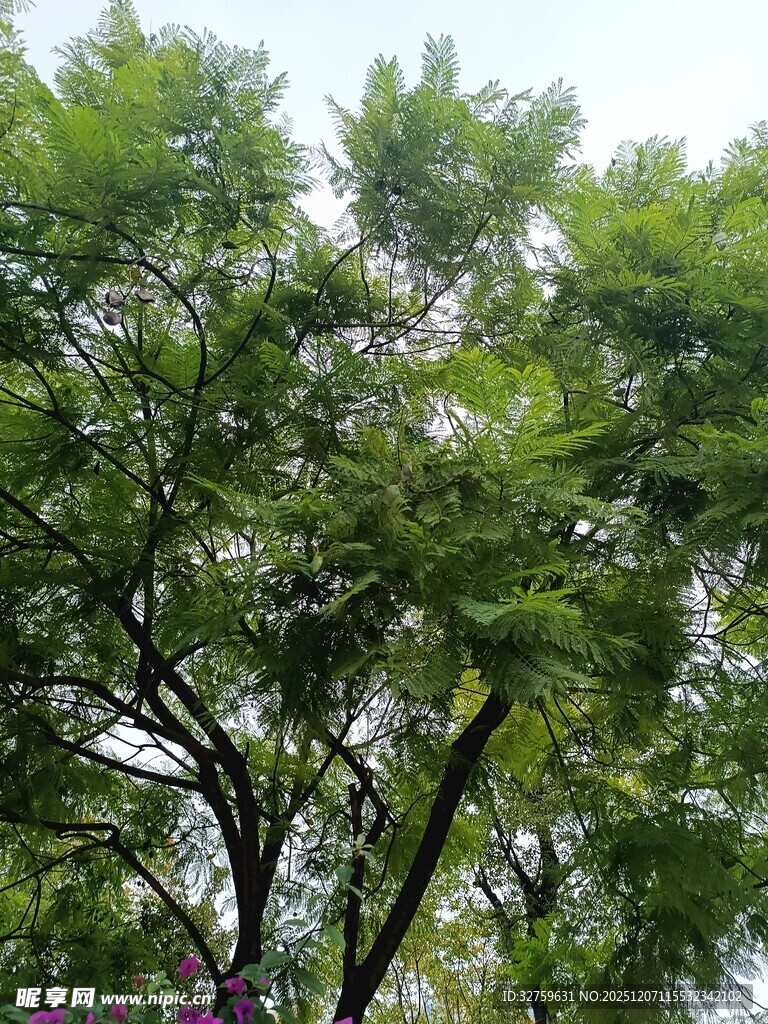 绿叶繁茂的树木景观