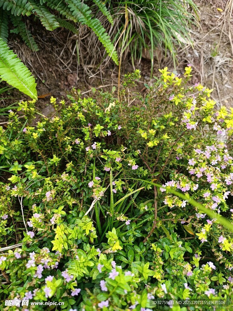 繁茂绿植中的多彩小花