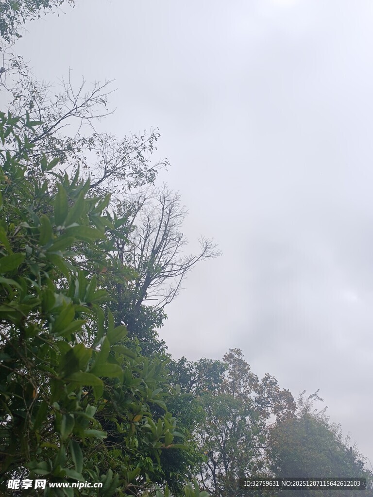 阴天中的茂密树林