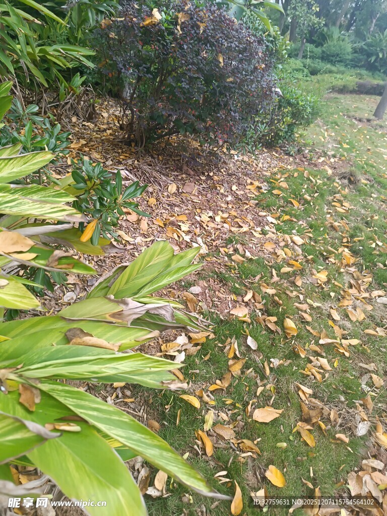 绿意盎然的庭院植物景观