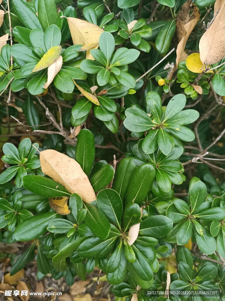 绿叶丛中带枯黄叶片