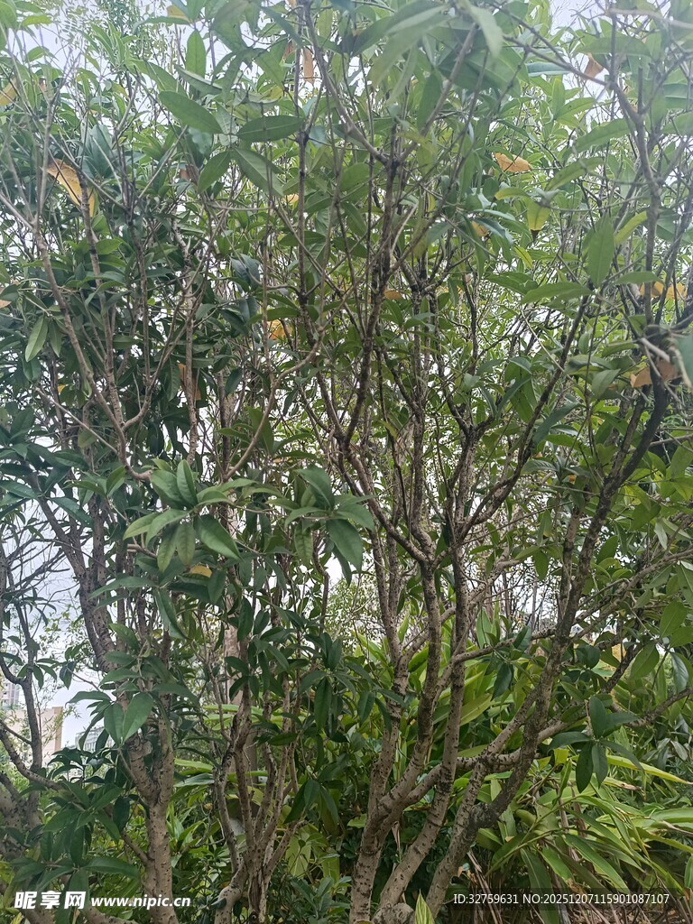 茂密树林中的繁茂绿植