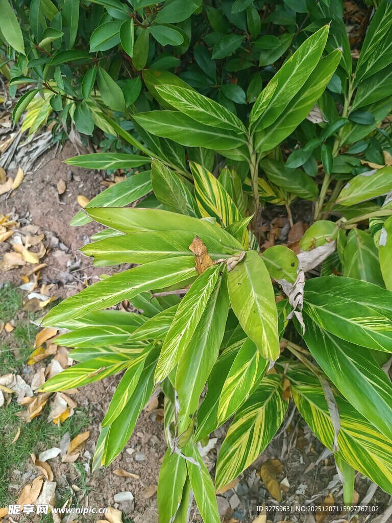 翠绿叶片的植物特写