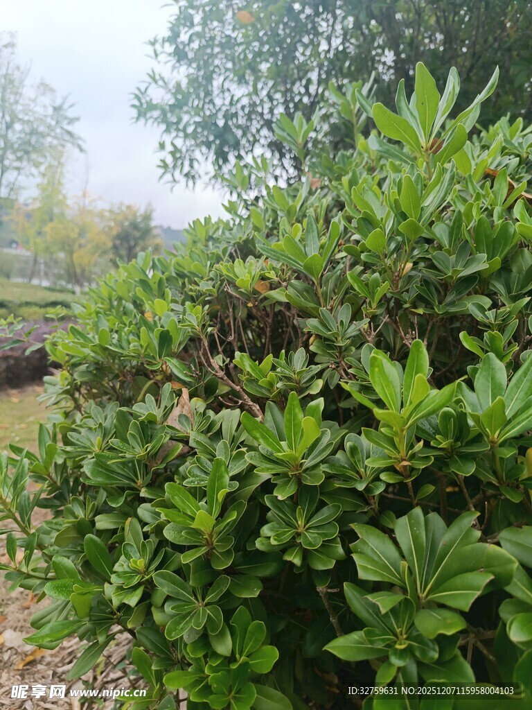 绿叶繁茂的户外植物景观